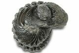 Wide Enrolled Morocops Trilobite - Morocco #310765-2